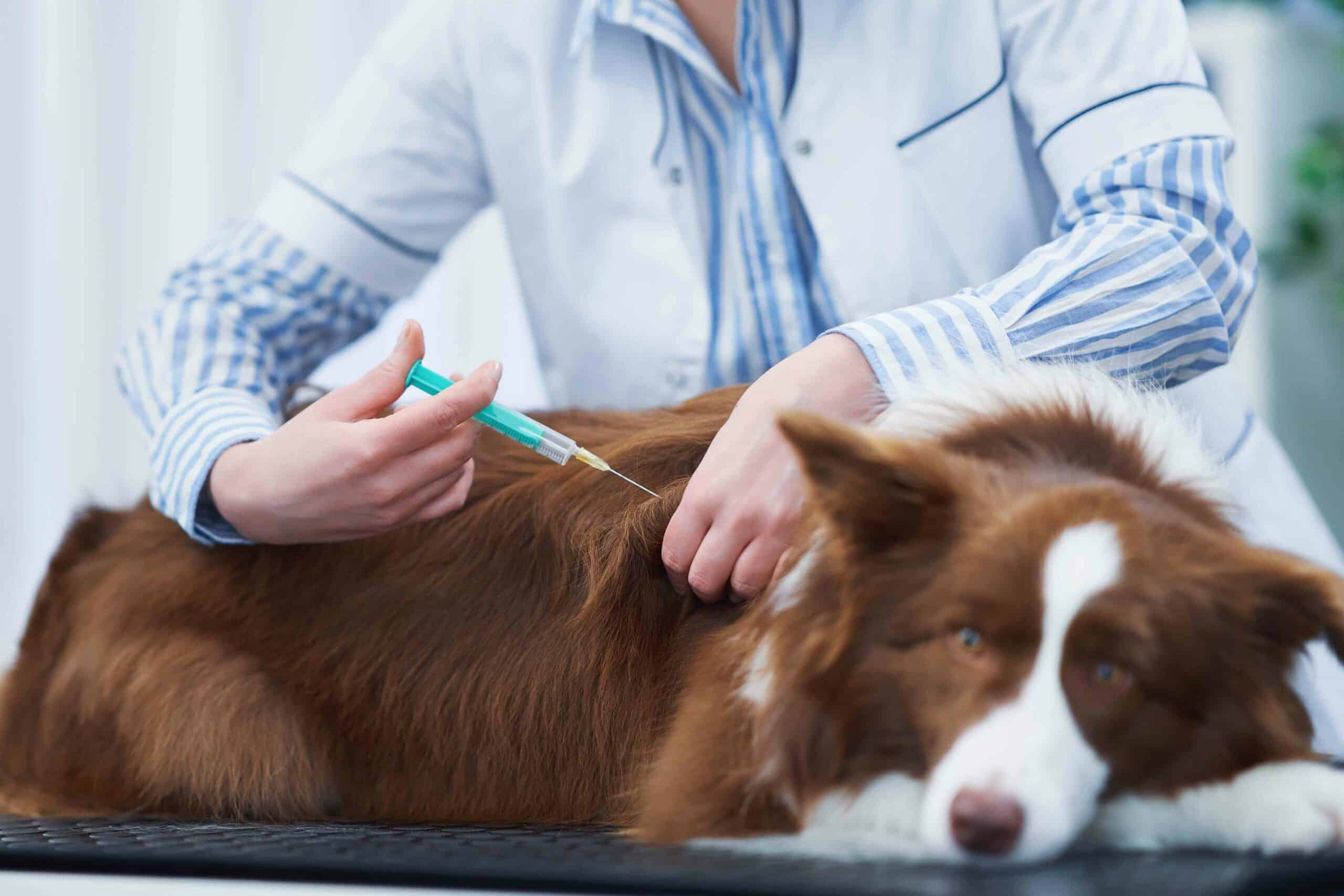 Vaccines and Preventive Wellness