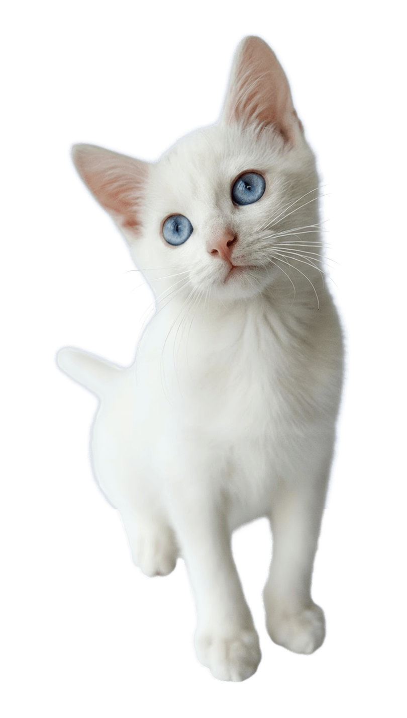 White Kitten Transparent Final