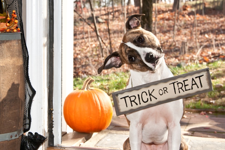 Halloween can be a scary holiday for pets